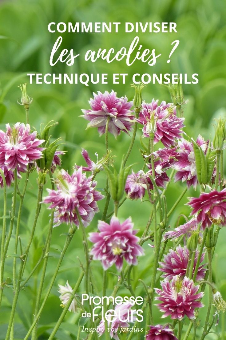 ancolie-aquilegia-vulgaris-nora-barlow