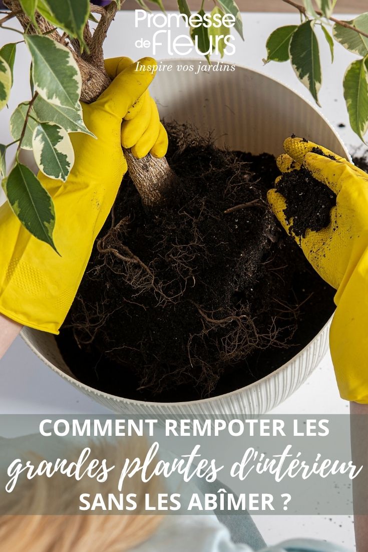 rempotage d'un ficus