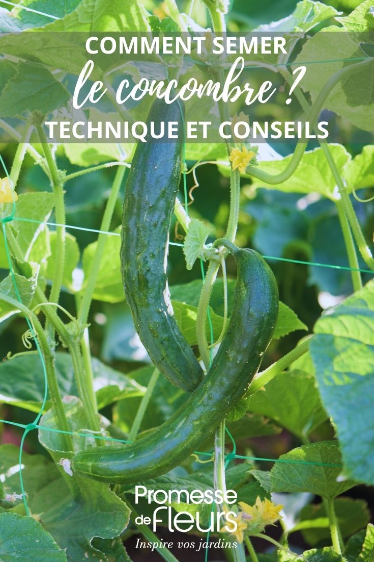 plants de concombre