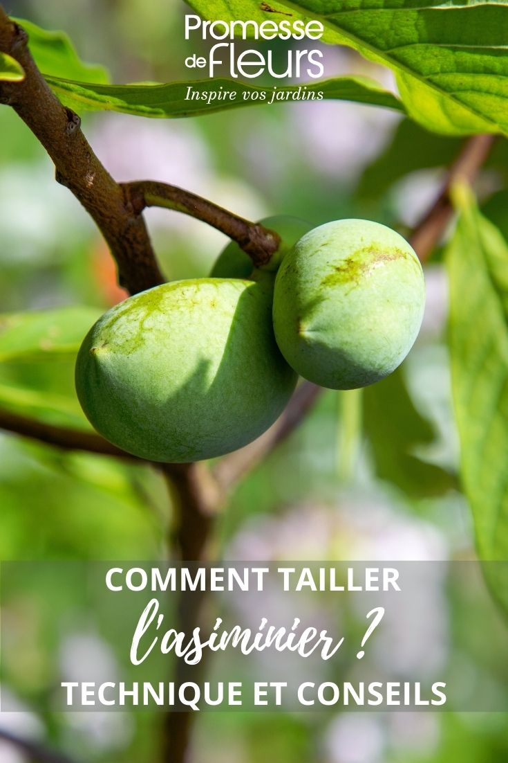 fruits de l'asiminier