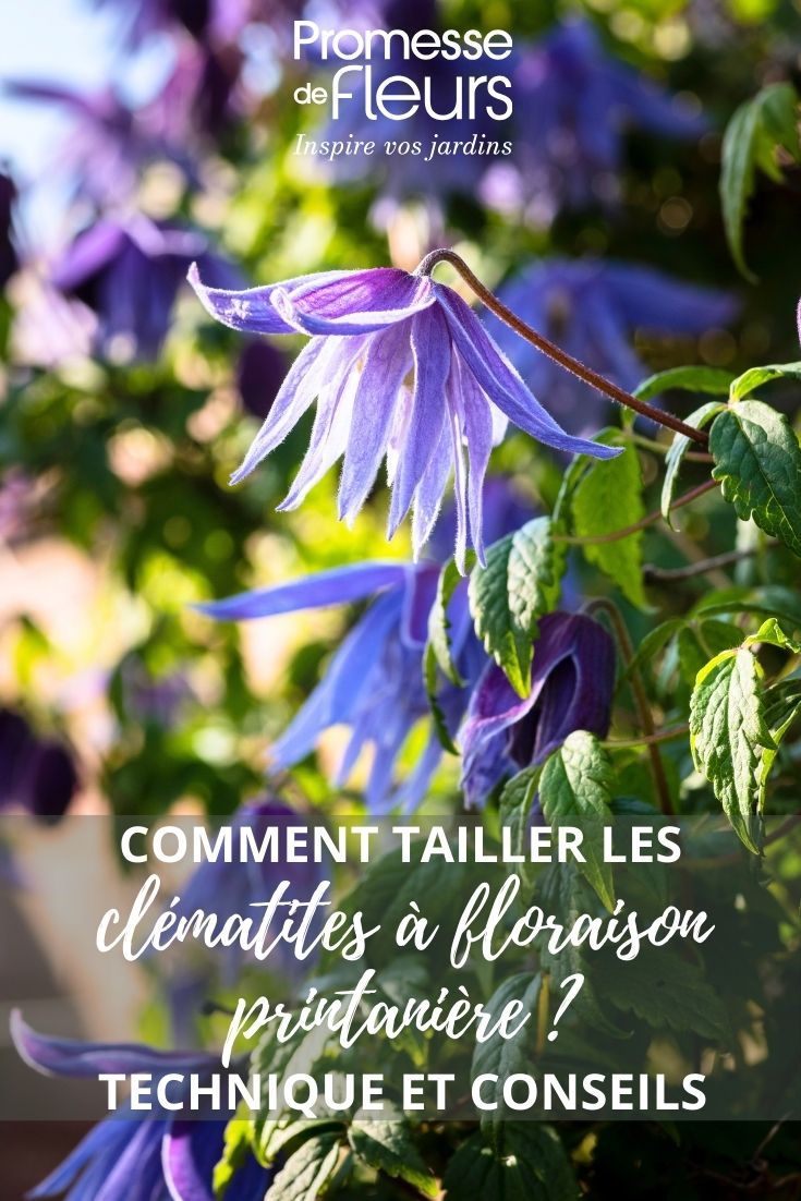 clematis Macropetalata