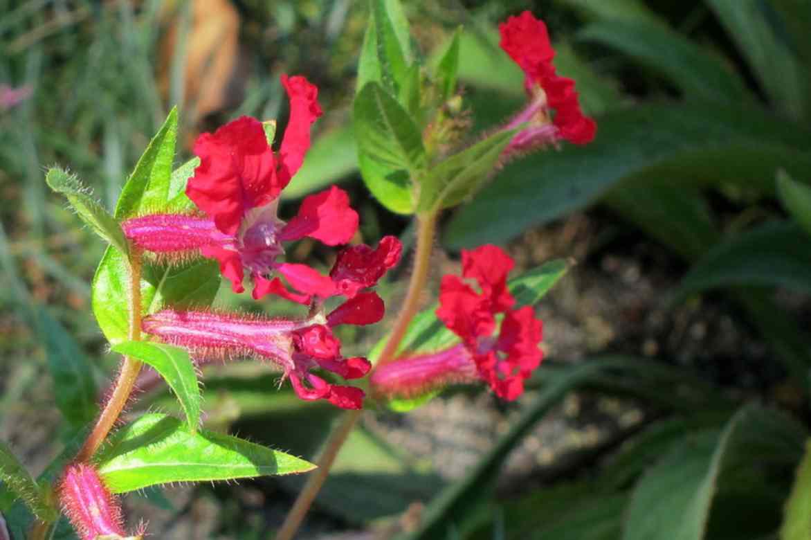 cuphea chauve souris