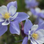 Comment diviser les ancolies ?