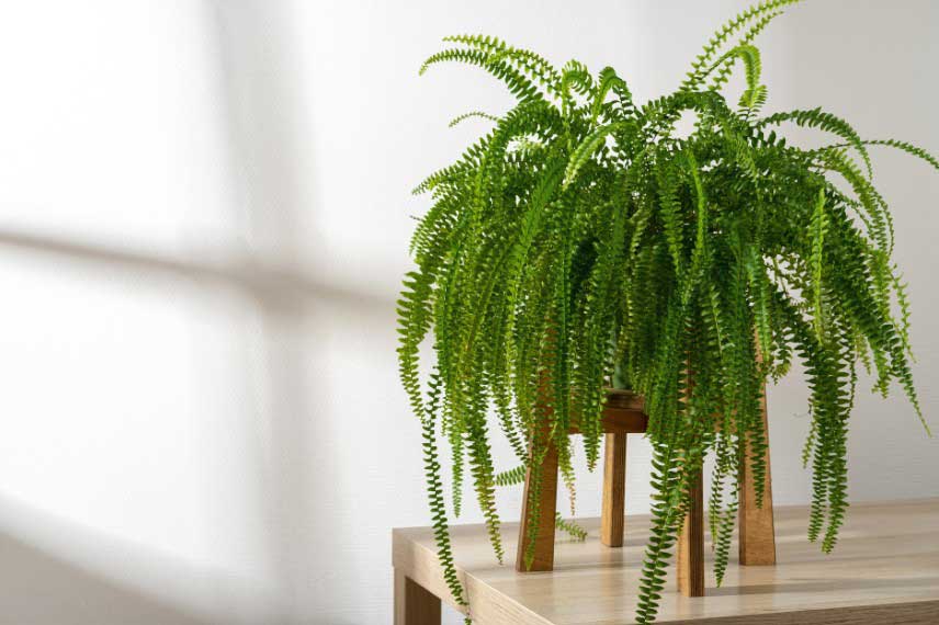 Fougère d'intérieur - Nephrolepis