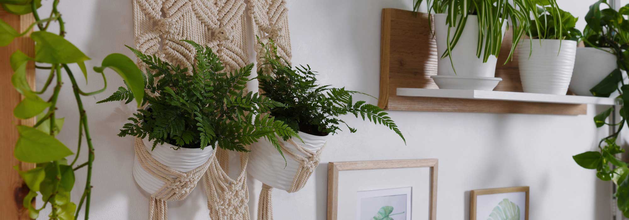 Les fougères d'intérieur : des plantes élégantes pour sublimer votre déco