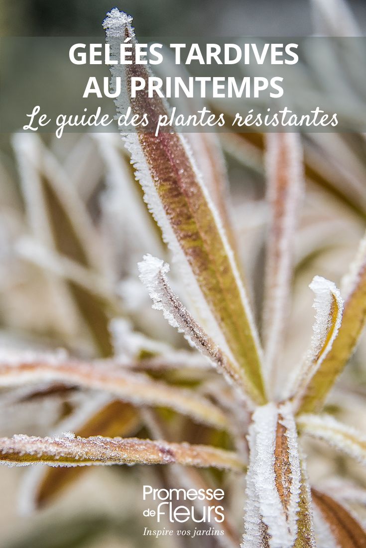 givre sur une plante