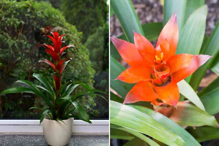 Conditions luminosité Guzmania