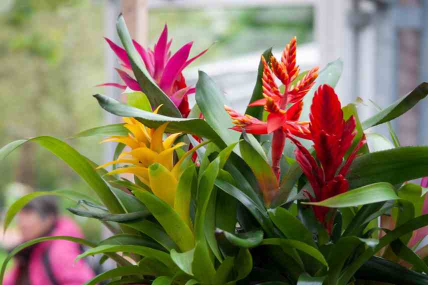 Guzmania printemps