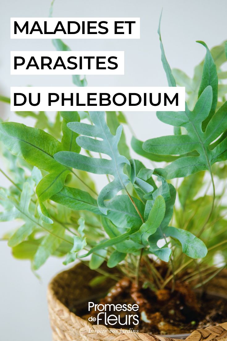 Phlebodium