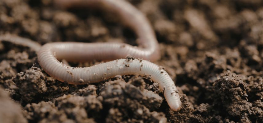Lombric sol sain vivant