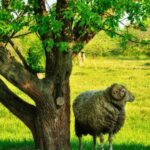 Élever un mouton dans son jardin : que dit la loi ?