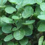 Polyscias : comment le réussir en intérieur ?