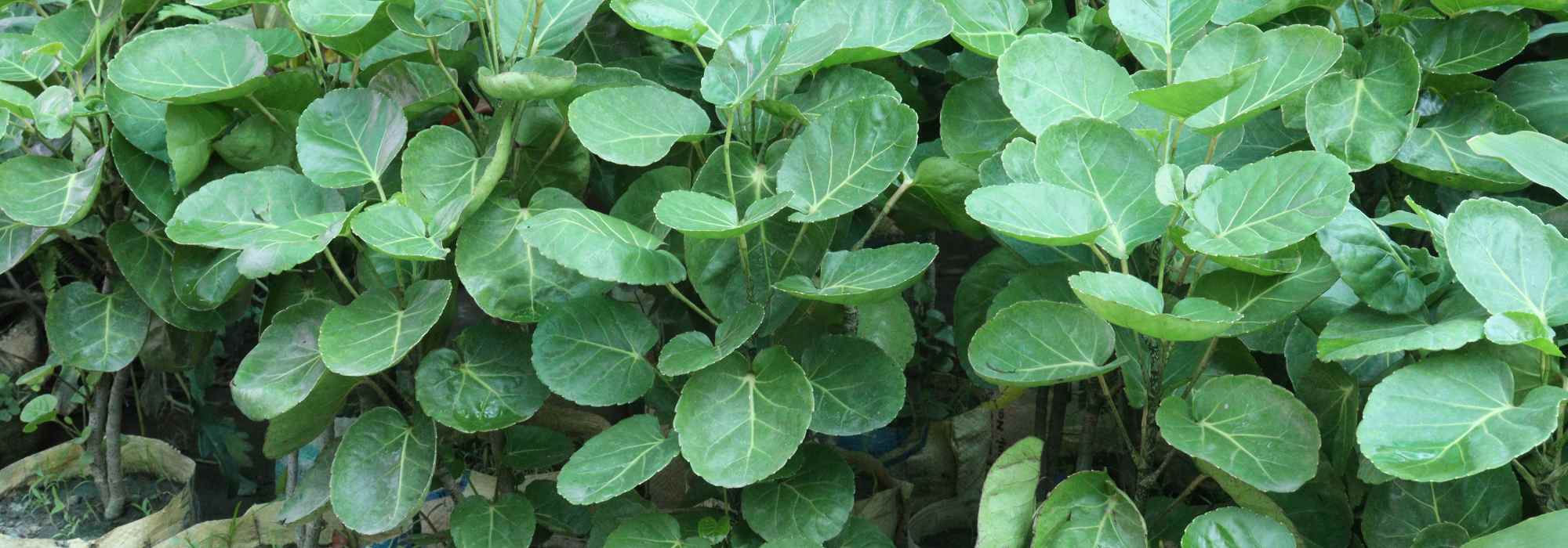 Polyscias : comment le réussir en intérieur ?