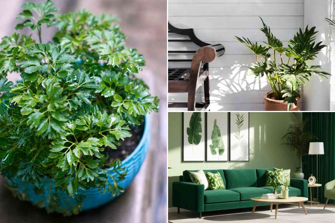 idee deco Polyscias interieur