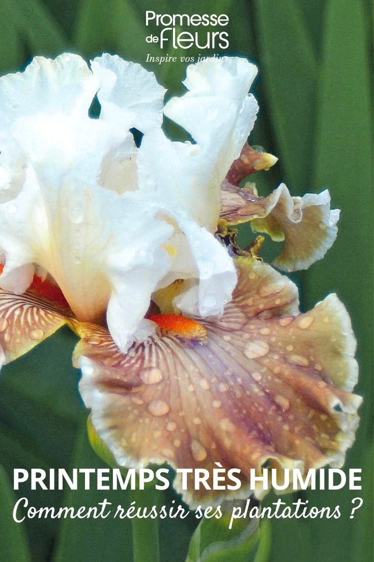 pluie sur une fleur d'iris