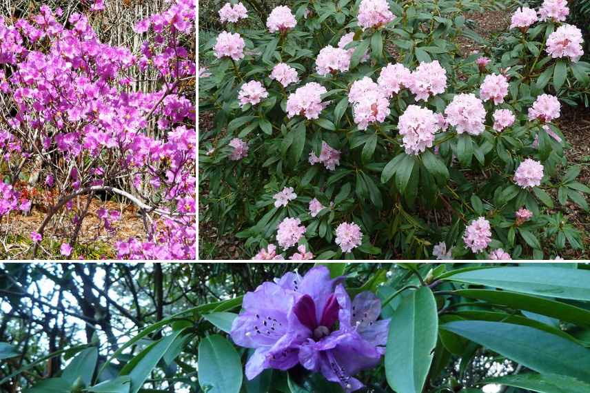 rhododendron fleuri en hiver