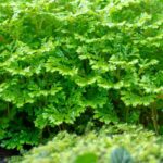 Sélaginelle d'intérieur : cultiver et entretenir