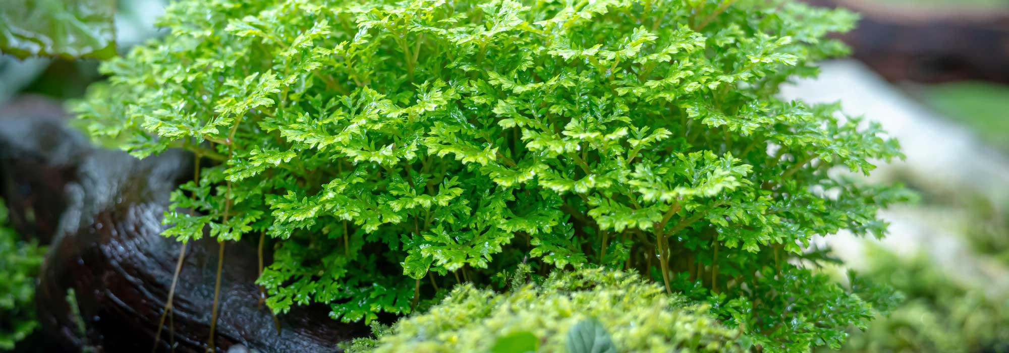 Sélaginelle d'intérieur : cultiver et entretenir