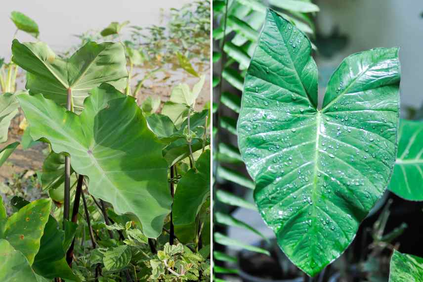 xanthosoma alocasia et colocasia