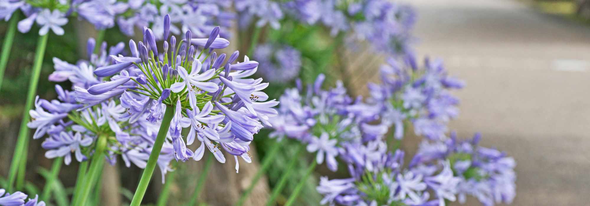 Quelles agapanthes fleurissent le plus longtemps ?