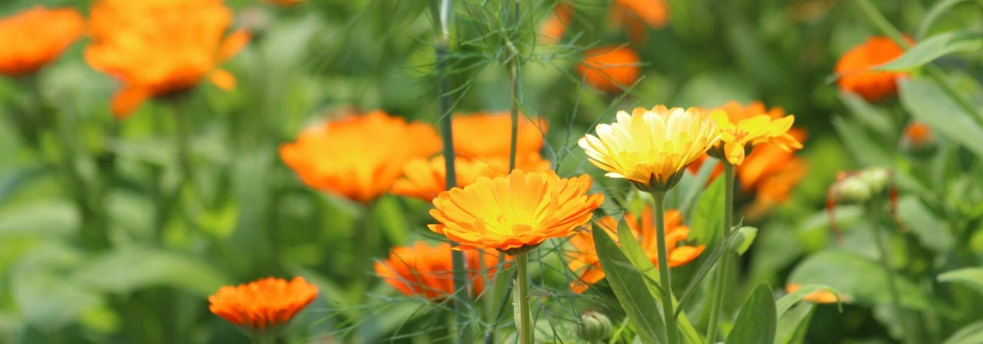 le Calendula : une plante à cultiver pour ses vertus médicinales