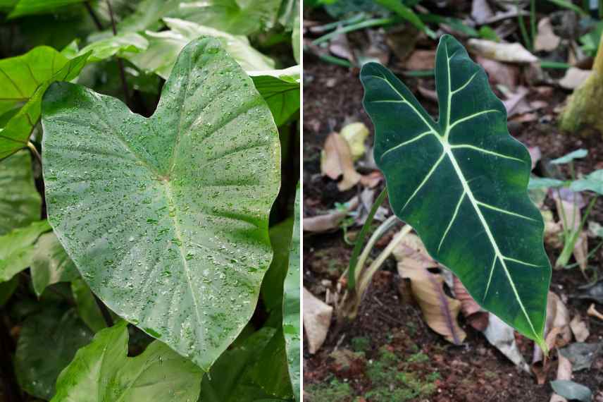 difference alocasia colocasia