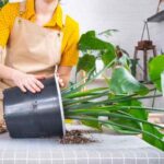 Comment rempoter les grandes plantes d'intérieur sans les abîmer ?