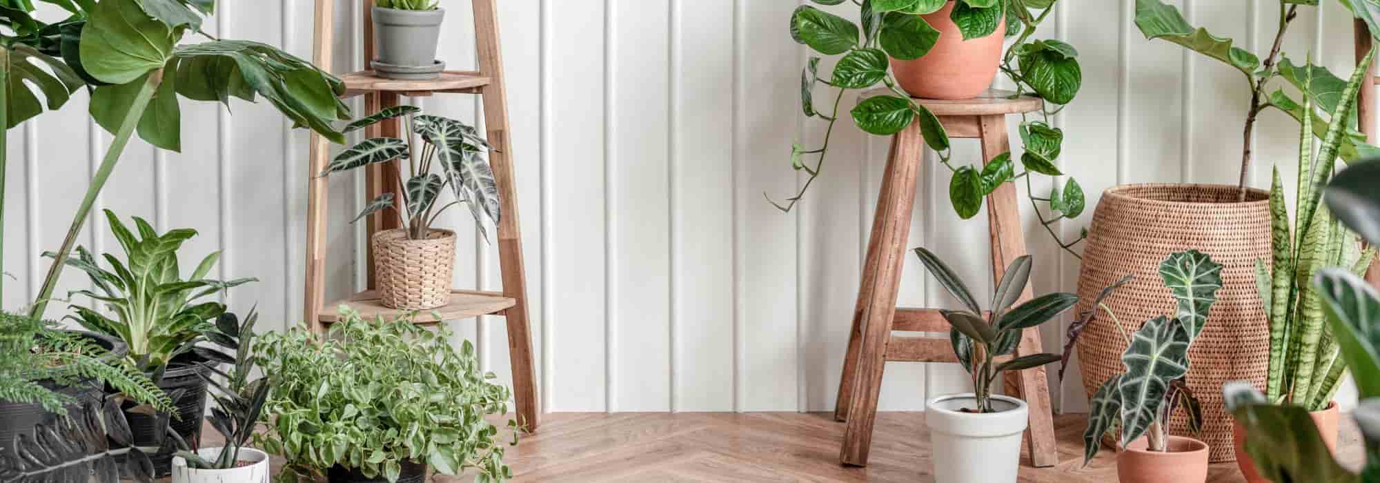 Est-il bon d'avoir des plantes dans la maison ?