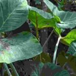 Alocasia ou Colocasia : comment les reconnaître ?