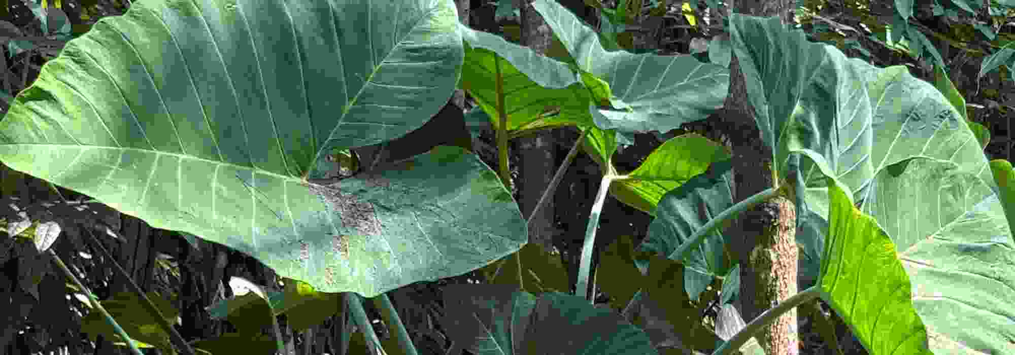 Alocasia ou Colocasia : comment les reconnaître ?