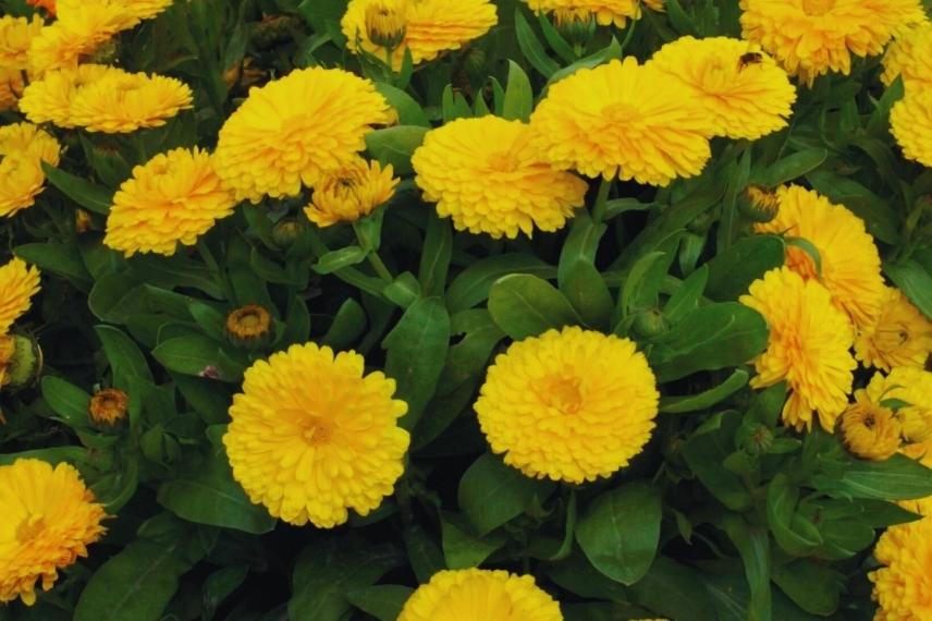 des fleurs de souci au jardin