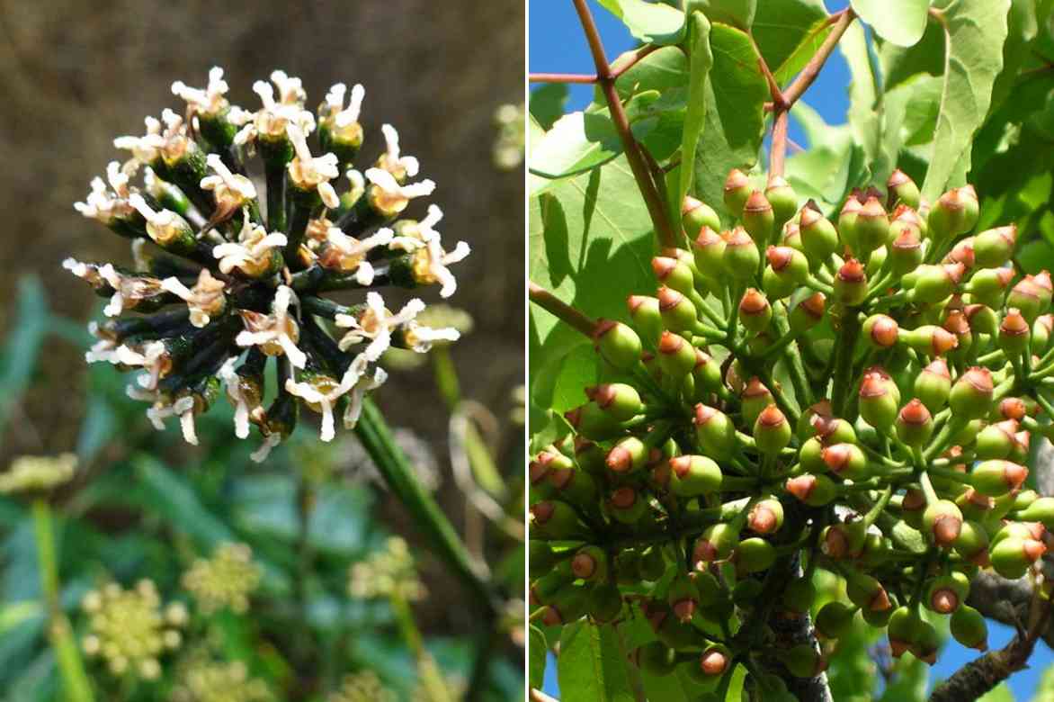 Fleurs fruits Polyscias