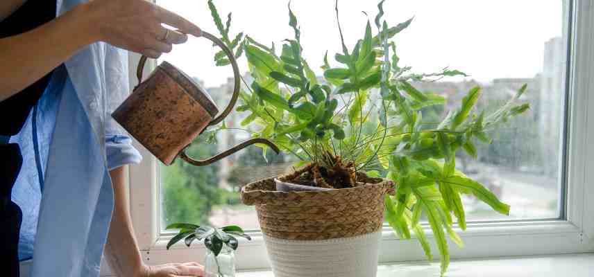 comment bien arroser fougere interieur