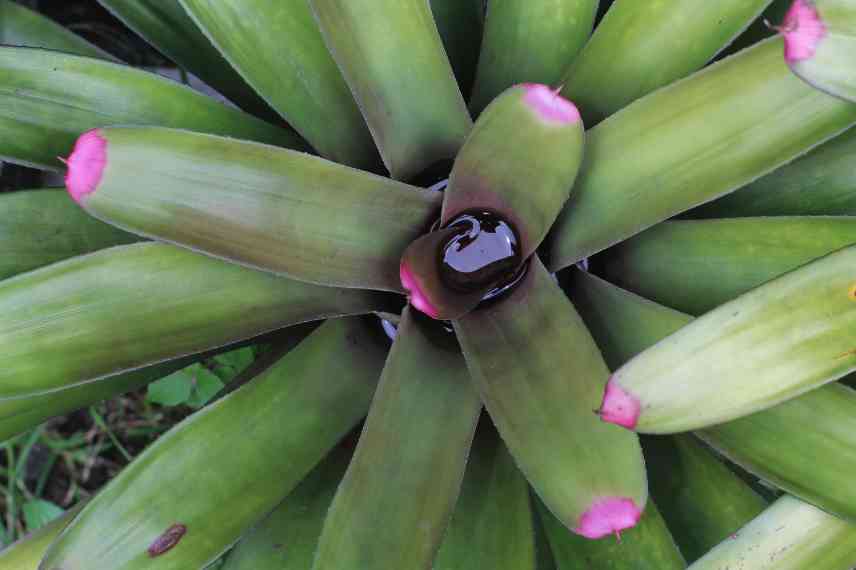 comment arroser le Guzmania