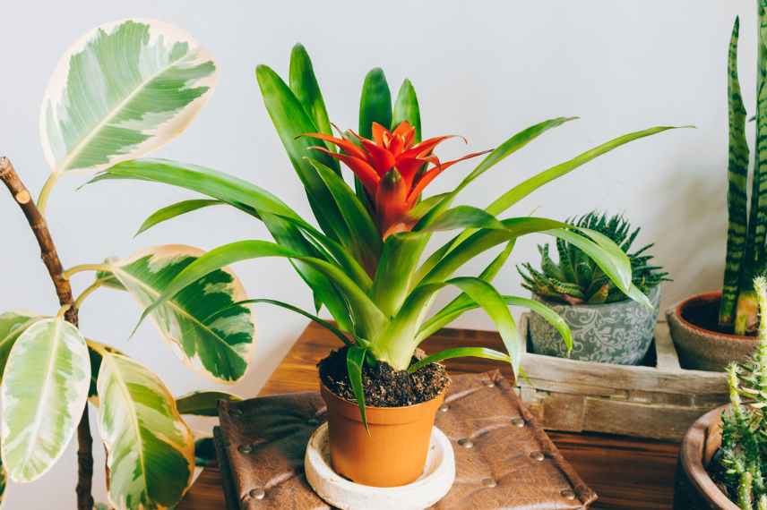 Guzmania soins hiver