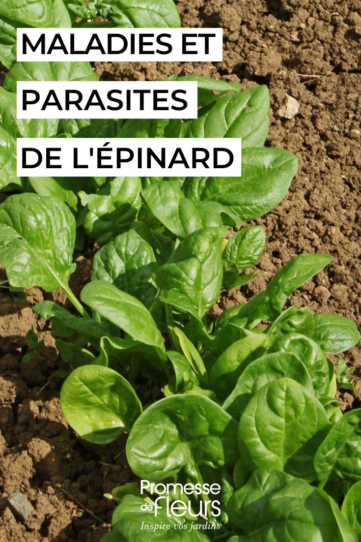 rang d'épinards