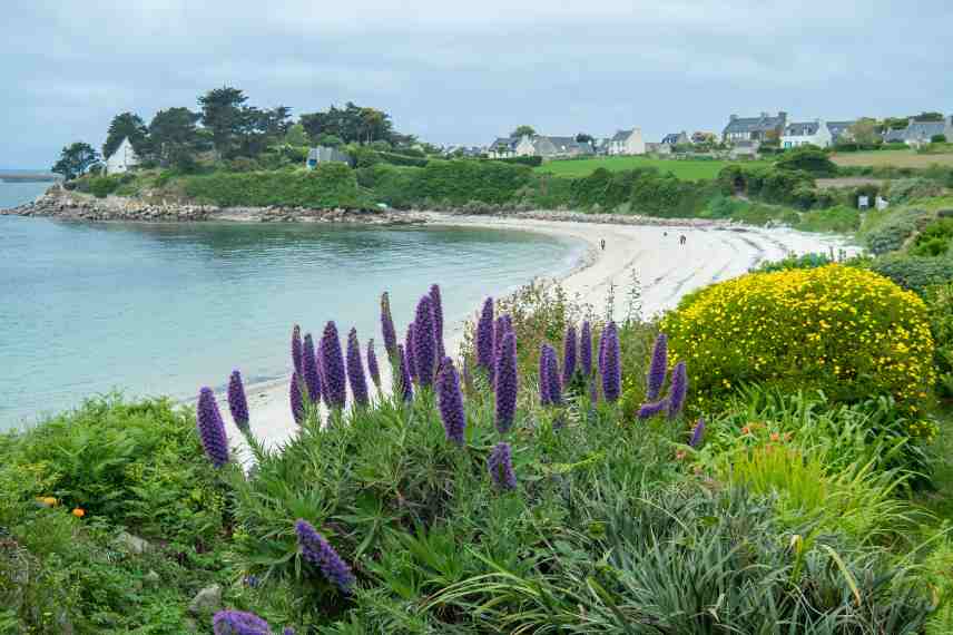 que planter dans massif expose vent mistral