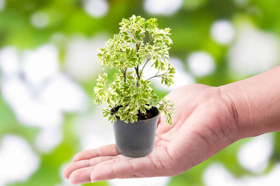 mini motte Polyscias