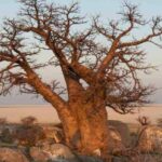 Les plantes et arbres sacrés à travers le monde