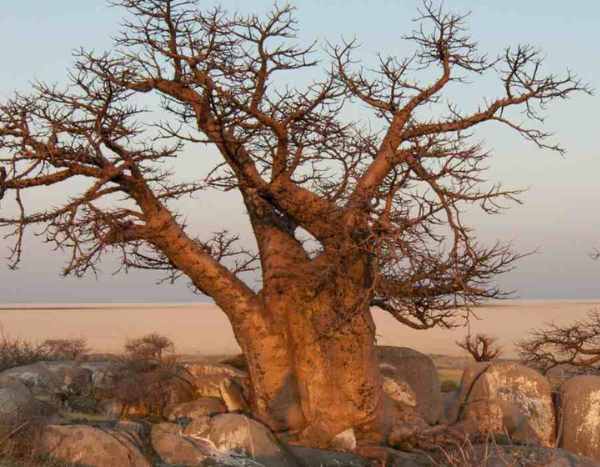 Les plantes et arbres sacrés à travers le monde