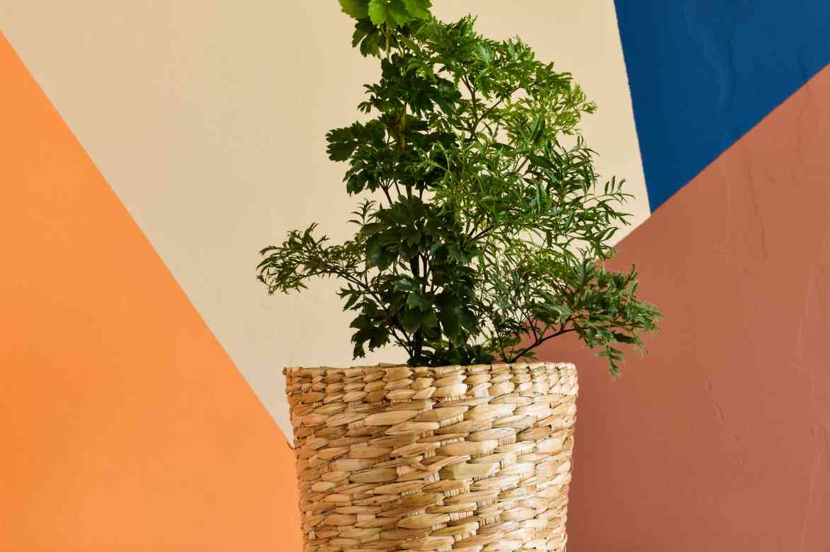 plantation polyscias en pot