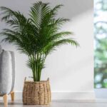 Comment rempoter facilement un palmier d'intérieur ?