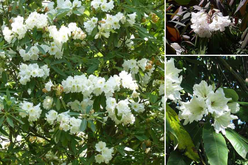 rhododendron floraison juillet ete