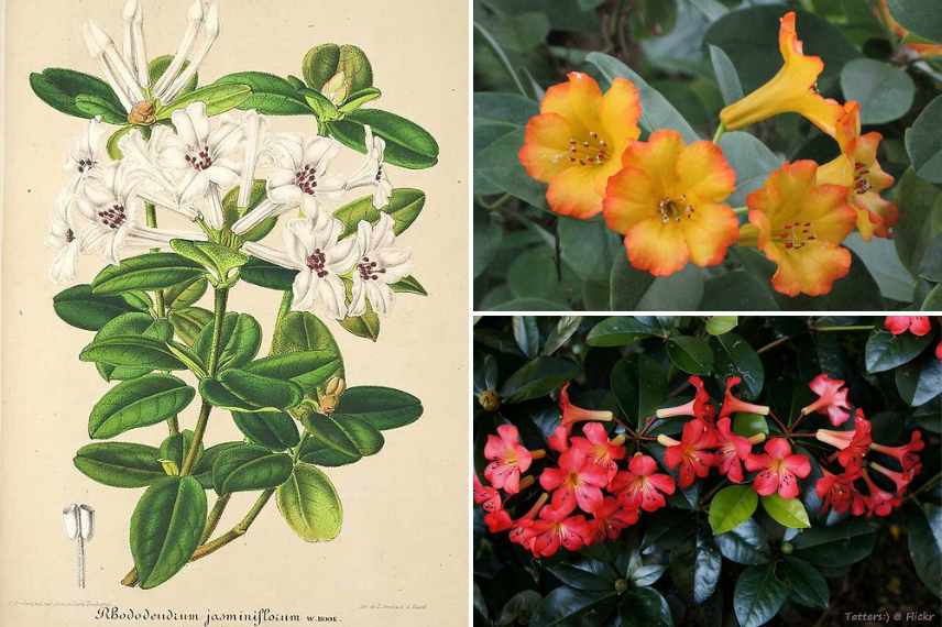 rhododendrons vireya