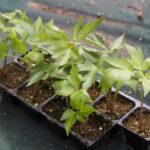 Comment semer l'angélique ?