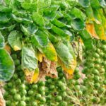 Comment semer les choux de Bruxelles ?