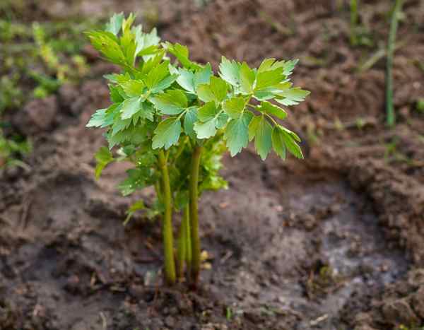 Comment semer la livèche ?
