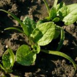 Comment semer les épinards ?