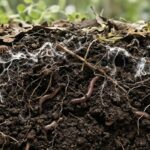 Comment reconnaître un sol vivant ?