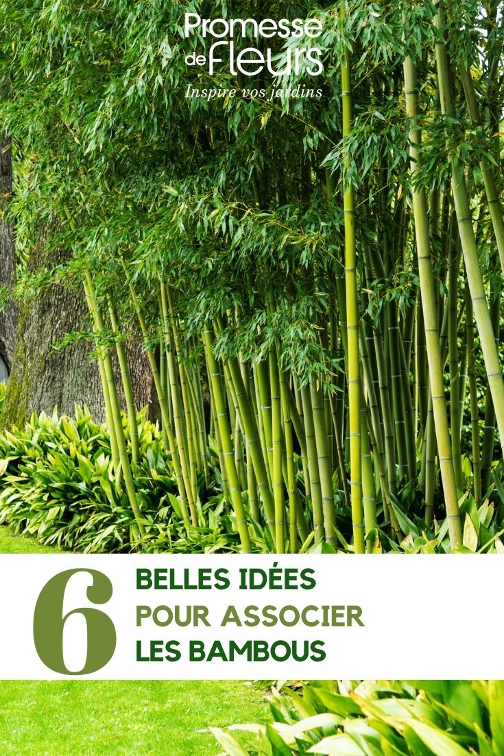bambous au jardin